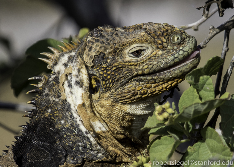 galapagos